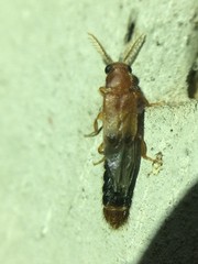 Distremocephalus texanus
