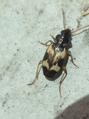 Tetragonoderus