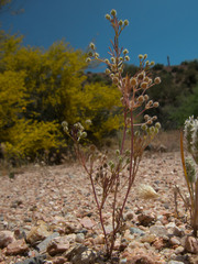 Spermolepis lateriflora