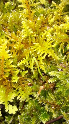 Image of Thuidiopsis sparsa by no rights reserved