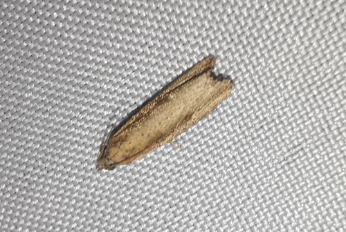 nutgrass borer