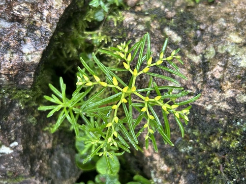 Sedum leptophyllum