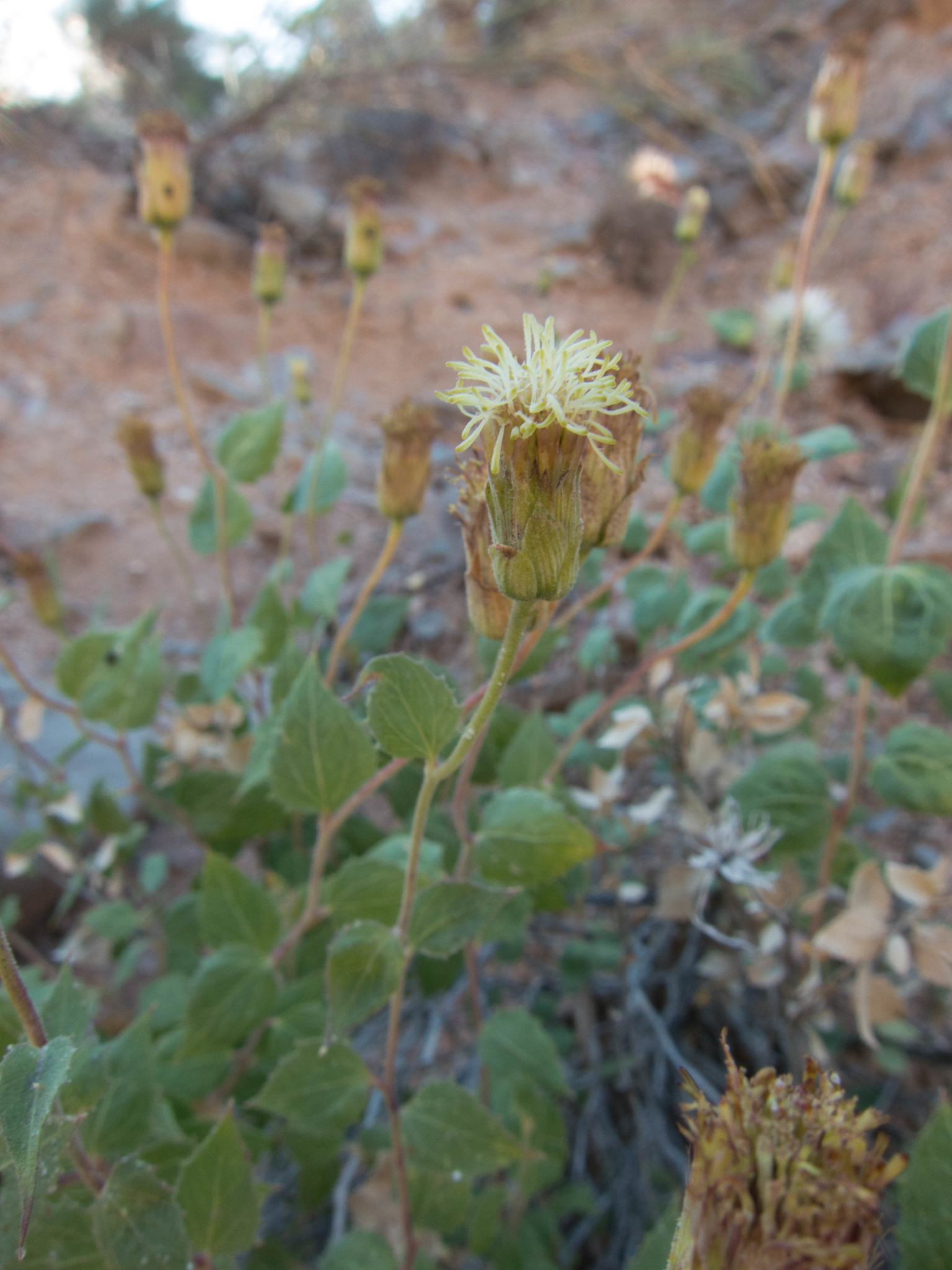 Brickellia atractyloides