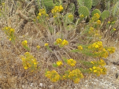 Deinandra clementina