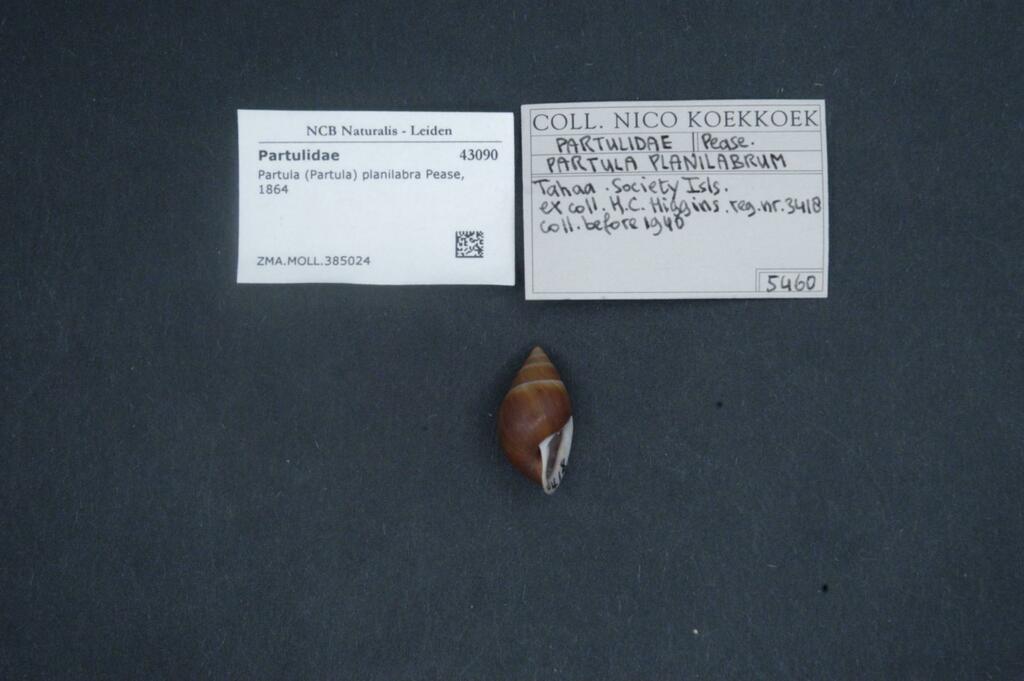 Tahaa Large Tree Snail
