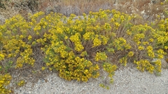 Deinandra clementina