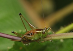 Conocephalus signatus