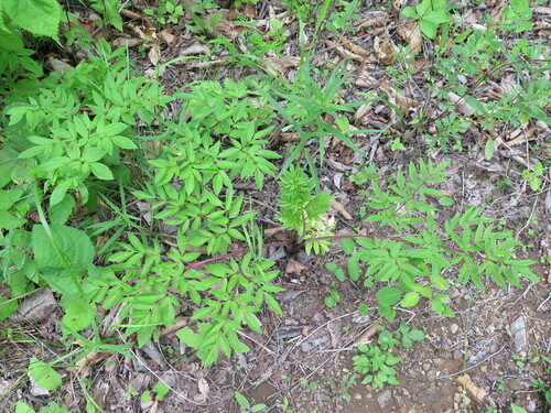 Angelica sachalinensis iNat (3)