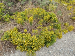 Deinandra clementina