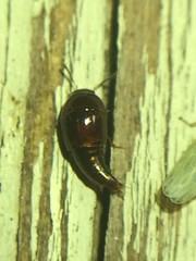 Tachyporinae