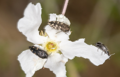 Acmaeodera angelica
