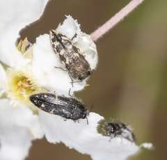 Acmaeodera bowditchi