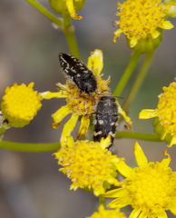Acmaeodera bowditchi
