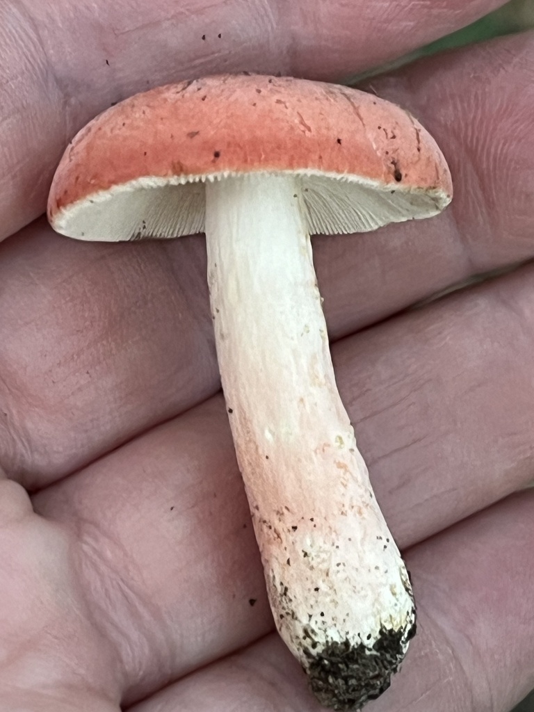 Russula sp. 'MS01'
