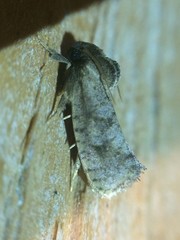 Acrolophus texanella