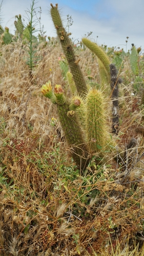 Bergerocactus emoryi, photograph 6