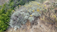 Constancea nevinii