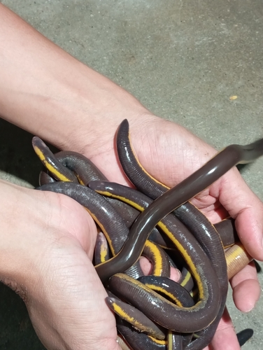 Banna Caecilian, Ichthyophis kohtaoensis