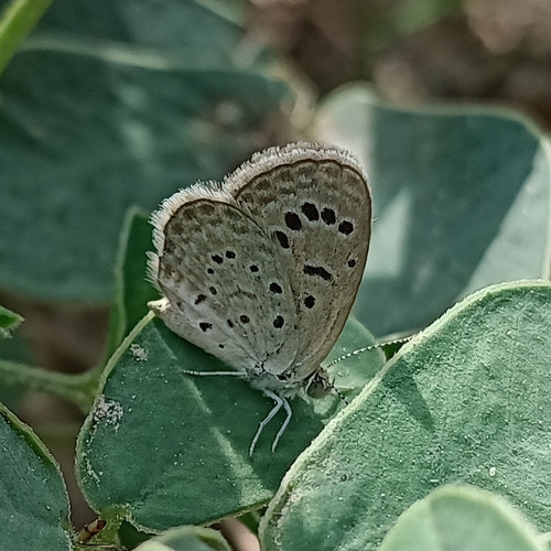 Dark Grass Blue