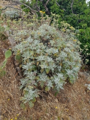 Constancea nevinii