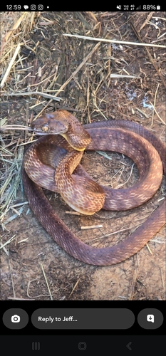 Brown Tree Snake sighting