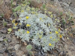 Constancea nevinii