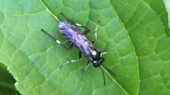 Macrophya punctumalbum