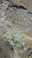 Constancea nevinii