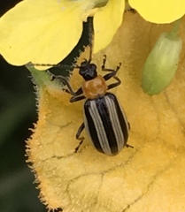 Acalymma trivittatum