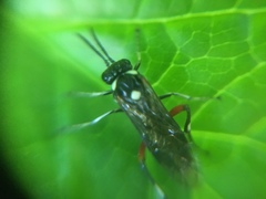 Macrophya punctumalbum