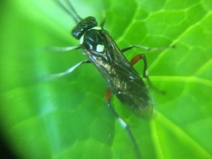 Macrophya punctumalbum