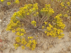 Deinandra clementina