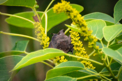 Mahathala ameria