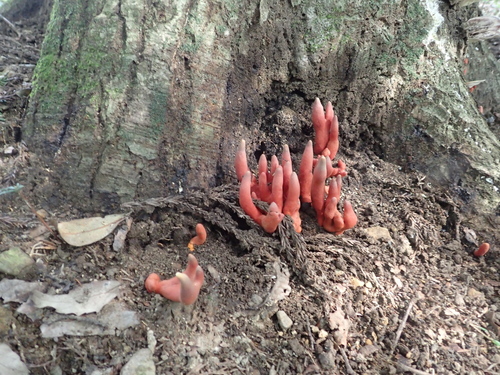 Trichoderma cornu-damae