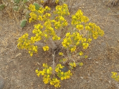 Deinandra clementina