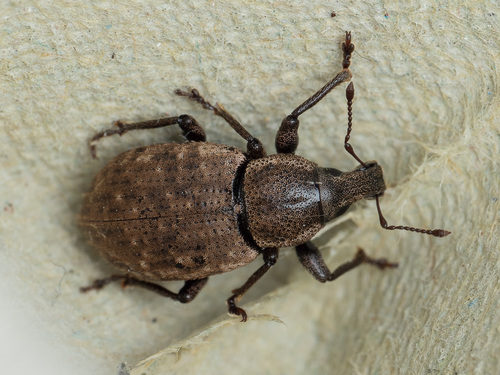 Ground Weevil, photo 4 of 10