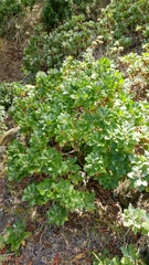 Munzothamnus blairii