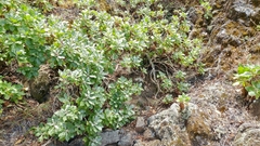 Munzothamnus blairii