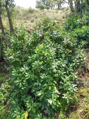 Munzothamnus blairii
