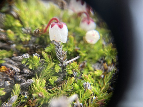 Image of Harrimanella hypnoides by (c) Annie Evankow, some rights reserved (CC BY)