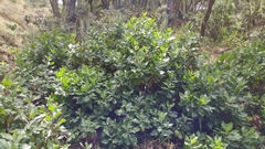 Munzothamnus blairii
