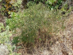 Acmispon dendroideus traskiae