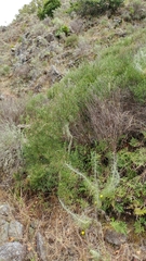 Acmispon dendroideus traskiae