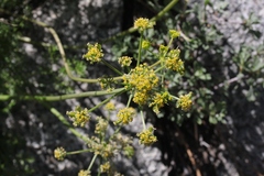 Lomatium multifidum