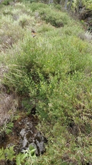 Acmispon dendroideus traskiae