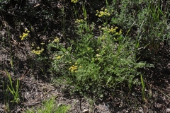 Lomatium multifidum