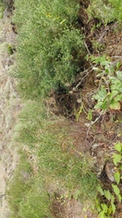 Acmispon dendroideus traskiae