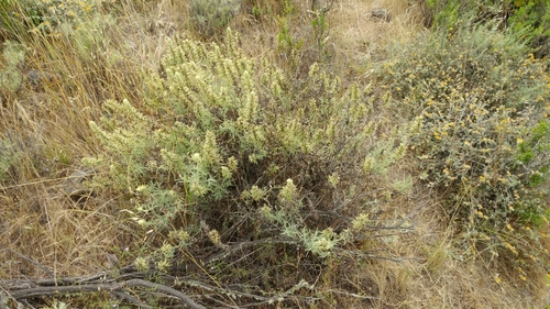 Image of Castilleja grisea by (c) Casey H. Richart, some rights reserved (CC BY)