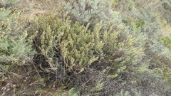 Castilleja grisea