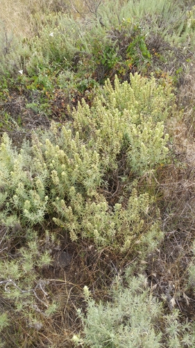 Image of Castilleja grisea by (c) Casey H. Richart, some rights reserved (CC BY)